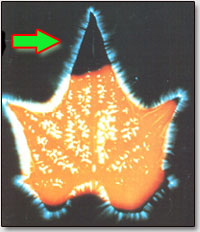 Факты на бочку...
