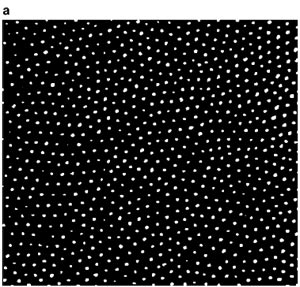 Вот какую интересную структуру они получили...