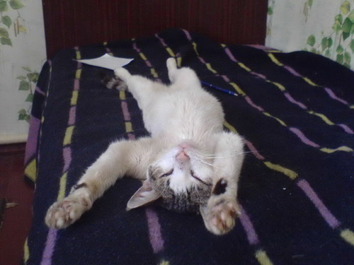 Кот Шрёдингера  Лебентот...